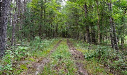 Photo #23 of 1396-1420 Fitch, Yanceyville, NC 72.0 acres
