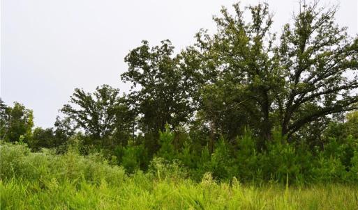 Photo #27 of 1396-1420 Fitch, Yanceyville, NC 72.0 acres