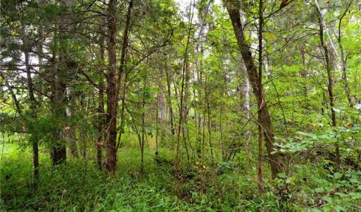 Photo #42 of 1396-1420 Fitch, Yanceyville, NC 72.0 acres