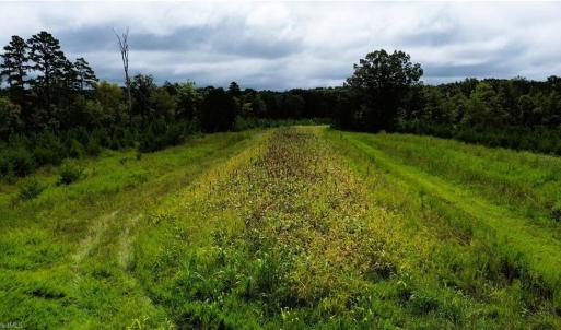 Photo #12 of 1396-1420 Fitch, Yanceyville, NC 72.0 acres