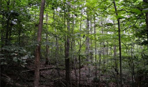 Photo #32 of 1396-1420 Fitch, Yanceyville, NC 72.0 acres