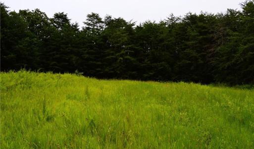 Photo #20 of 1396-1420 Fitch, Yanceyville, NC 72.0 acres