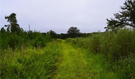 Photo #24 of 1396-1420 Fitch, Yanceyville, NC 72.0 acres