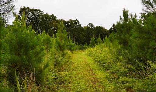 Photo #30 of 1396-1420 Fitch, Yanceyville, NC 72.0 acres