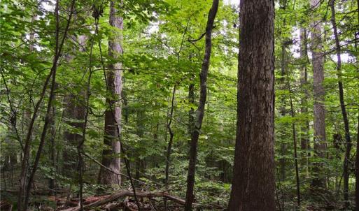 Photo #33 of 1396-1420 Fitch, Yanceyville, NC 72.0 acres