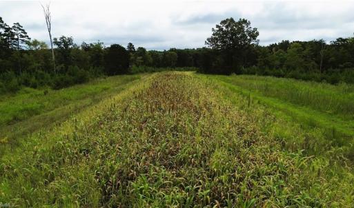 Photo #14 of 1396-1420 Fitch, Yanceyville, NC 72.0 acres