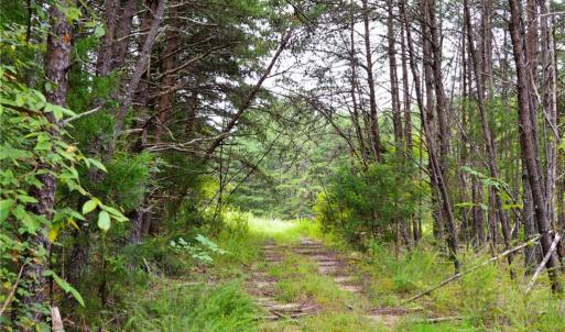 Photo #19 of 1396-1420 Fitch, Yanceyville, NC 72.0 acres