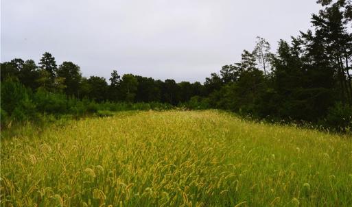 Photo #29 of 1396-1420 Fitch, Yanceyville, NC 72.0 acres