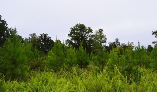 Photo #25 of 1396-1420 Fitch, Yanceyville, NC 72.0 acres