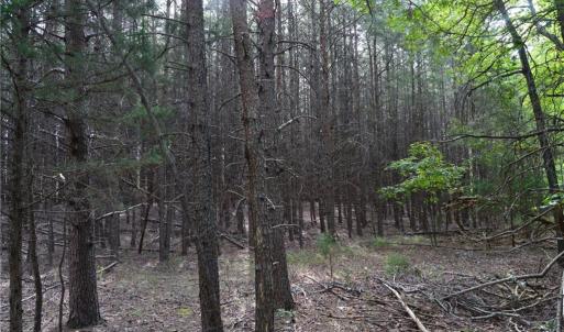 Photo #5 of 02 Hanging Rock Forest, Danbury, NC 10.8 acres