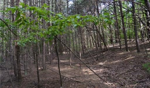 Photo #4 of 02 Hanging Rock Forest, Danbury, NC 10.8 acres