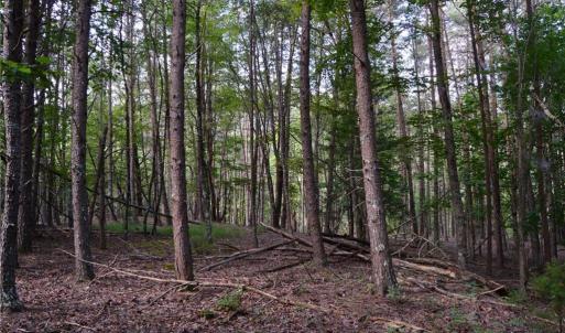 Photo #8 of 02 Hanging Rock Forest, Danbury, NC 10.8 acres