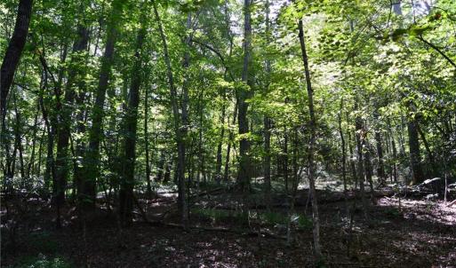 Photo #3 of 01 NC Highway 89, Danbury, NC 21.0 acres