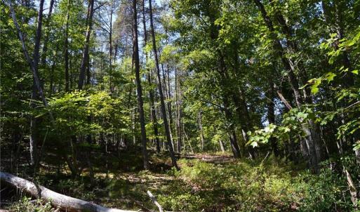 Photo #12 of 01 NC Highway 89, Danbury, NC 21.0 acres