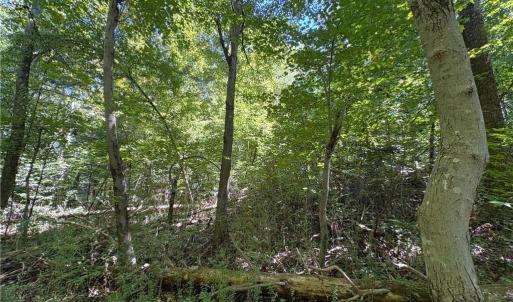 Photo #15 of 1193 Pleasant Ridge, Colfax, NC 3.8 acres