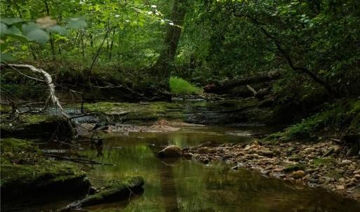 Creek wraps the lower meadow