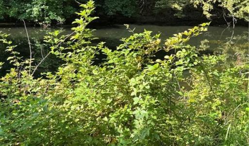 Photo #27 of Doral, Tobaccoville, NC 12.9 acres