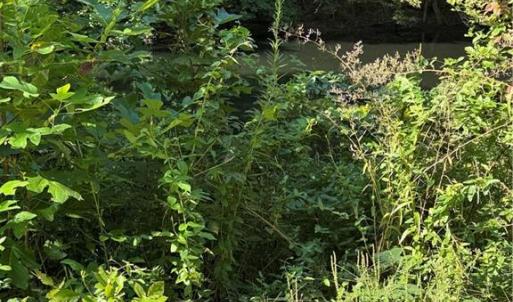 Photo #26 of Doral, Tobaccoville, NC 12.9 acres