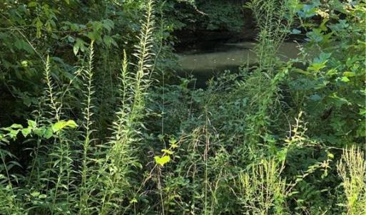 Photo #28 of Doral, Tobaccoville, NC 12.9 acres