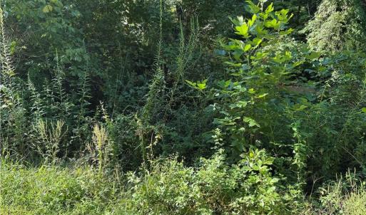 Photo #21 of Doral, Tobaccoville, NC 12.9 acres