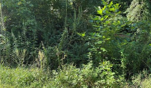 Photo #21 of Doral, Tobaccoville, NC 12.9 acres