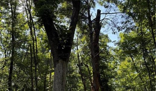 Photo #6 of 3138 Maple, Burlington, NC 5.0 acres