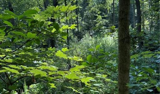 Photo #12 of 3138 Maple, Burlington, NC 5.0 acres