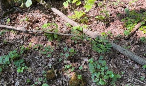 Photo #8 of 3138 Maple, Burlington, NC 5.0 acres
