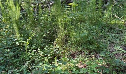 Photo #5 of 3138 Maple, Burlington, NC 5.0 acres