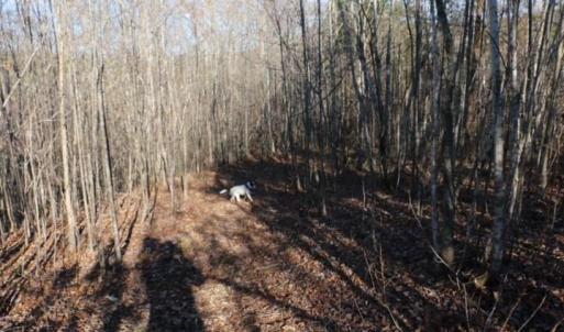 Photo #6 of Thore, Quaker Gap, NC 10.8 acres