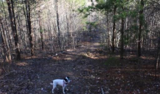 Photo #10 of Thore, Quaker Gap, NC 10.8 acres