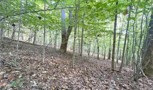 Photo #34 of 29.46 AC Steele, Sandy Ridge, NC 29.5 acres