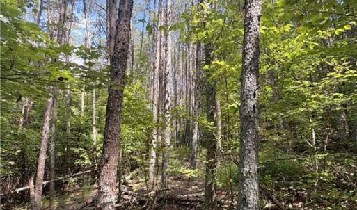 Photo #40 of 29.46 AC Steele, Sandy Ridge, NC 29.5 acres