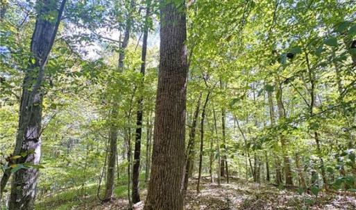 Photo #35 of 29.46 AC Steele, Sandy Ridge, NC 29.5 acres