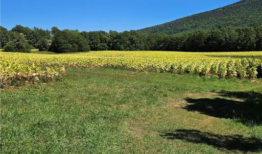 Photo #13 of Old Mill, Pinnacle, NC 29.3 acres