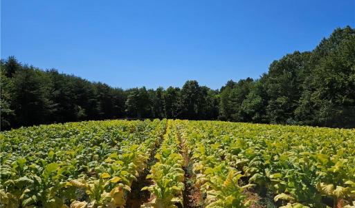 Photo #19 of Old Mill, Pinnacle, NC 29.3 acres
