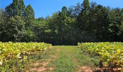 Photo #21 of Old Mill, Pinnacle, NC 29.3 acres