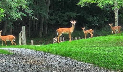 Photo #15 of 469 Justamere Farm, Greensboro, NC 21.1 acres