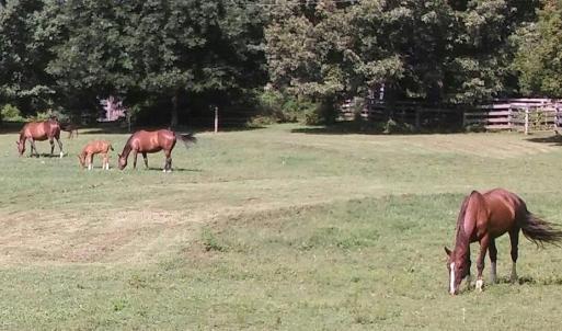 Photo #17 of 469 Justamere Farm, Greensboro, NC 21.1 acres