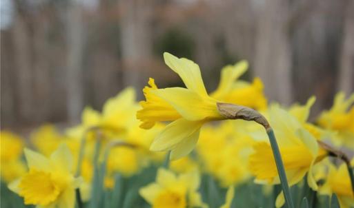 Photo #4 of 469 Justamere Farm, Greensboro, NC 21.1 acres