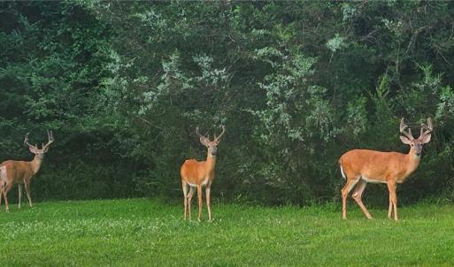 Photo #6 of 469 Justamere Farm, Greensboro, NC 21.1 acres