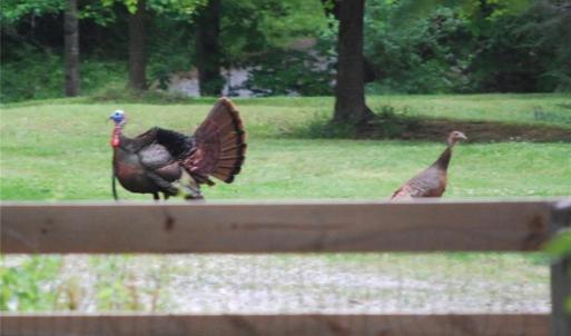Photo #3 of 469 Justamere Farm, Greensboro, NC 21.1 acres