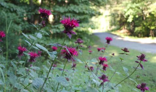 Photo #5 of 469 Justamere Farm, Greensboro, NC 21.1 acres