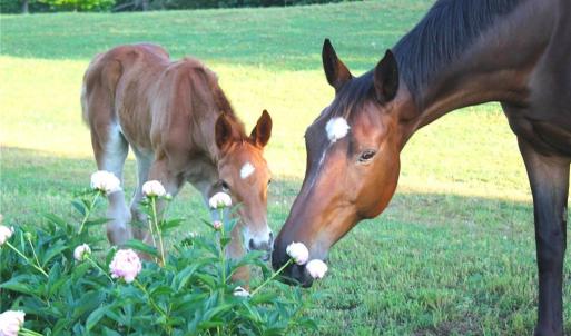 Photo #10 of 469 Justamere Farm, Greensboro, NC 21.1 acres