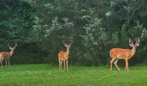 Photo #7 of 469 Justamere Farm, Greensboro, NC 21.1 acres
