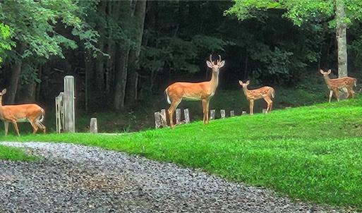 Photo #29 of 469 Justamere Farm, Greensboro, NC 21.1 acres