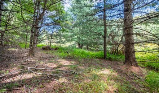 Photo #15 of Cox Store, Floyd, VA 24.1 acres
