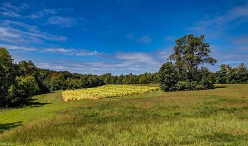 Photo #15 of 2094 Ashland, Ruffin, NC 29.5 acres