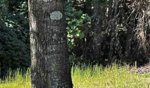 Tree line along Reid is the Road frontage of the Western portion of land.  Acreage goes behind existing pond (not on tract) then around back of the existing house. (also not on the tract). There is currently no road to land behind the house,