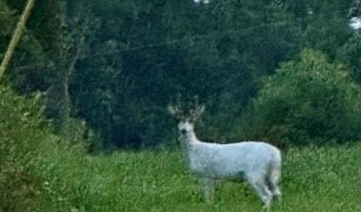 Wildlife galore - this was taken on the property